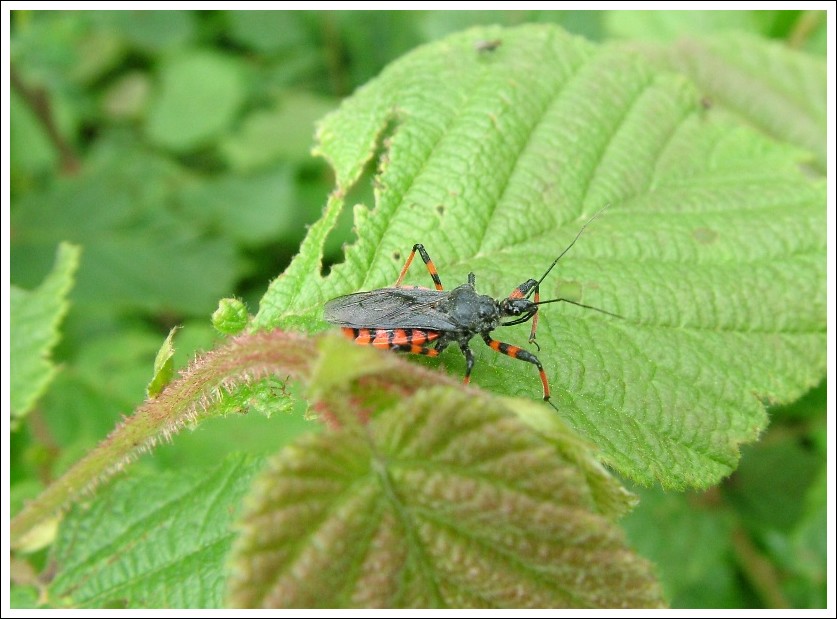 Rhynocoris annulatus